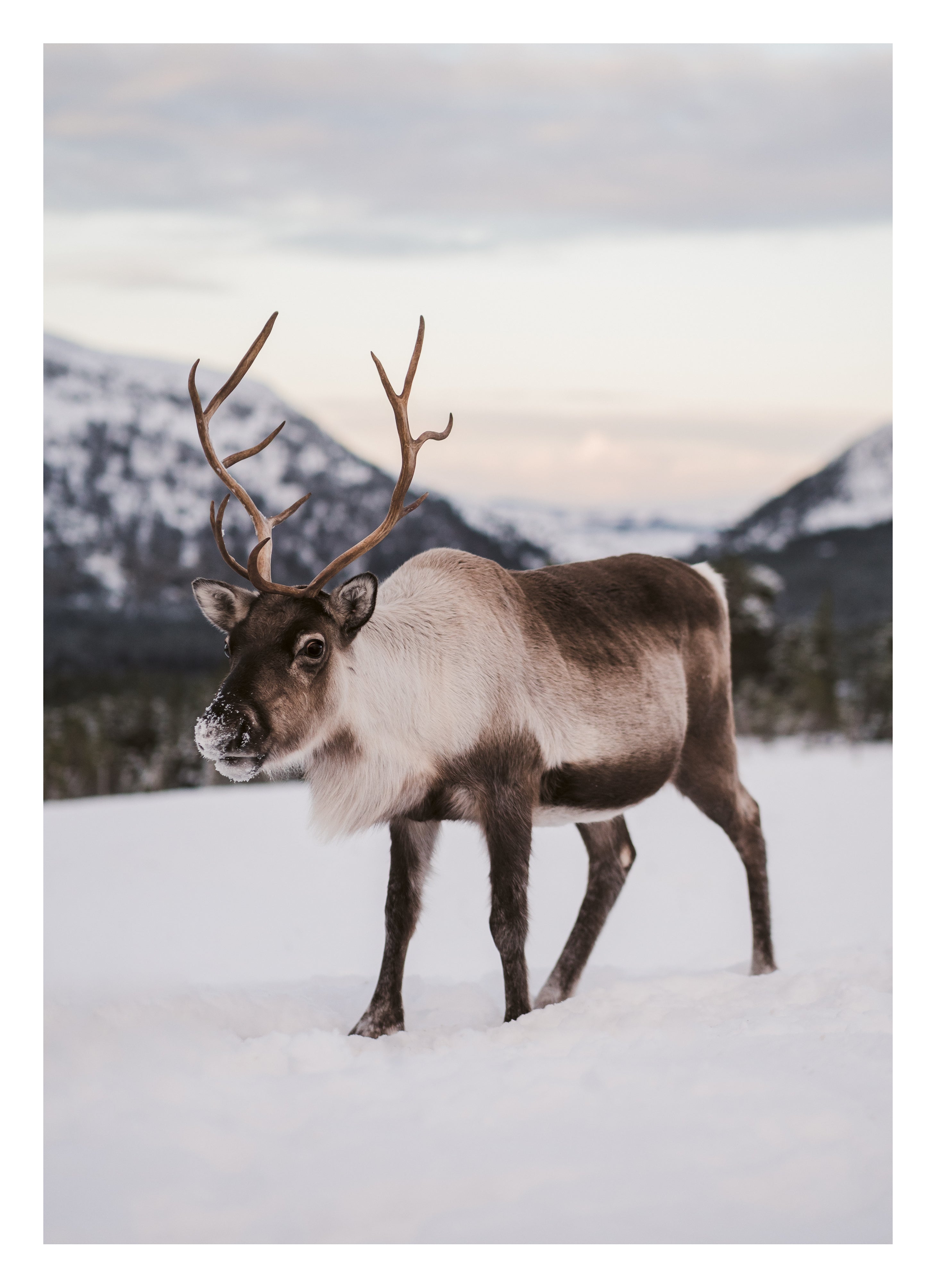Cairngorms Reindeer
